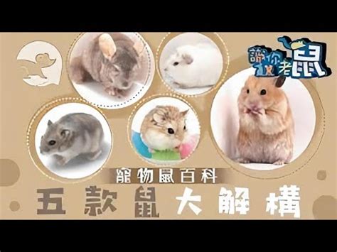 ひよし吉日 写真 寵物鼠種類介紹